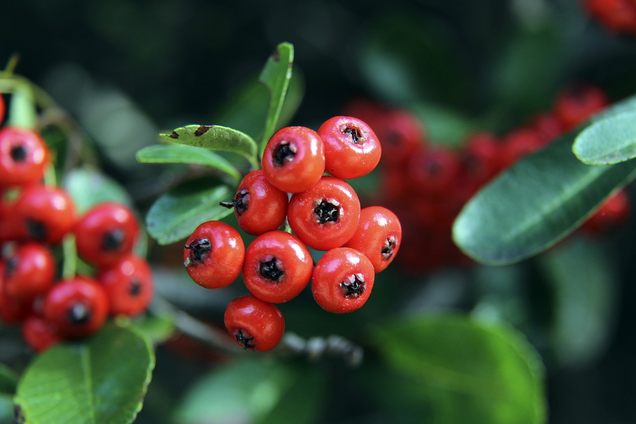 官方：捷克主力中后卫维蒂克因伤退出国家队